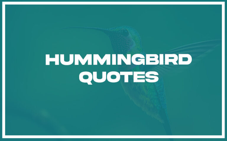 27 Top Hummingbird Quotes (with Explanation) - Life Success Journal
